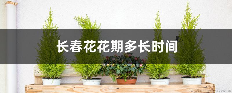 长春花花期多长时间