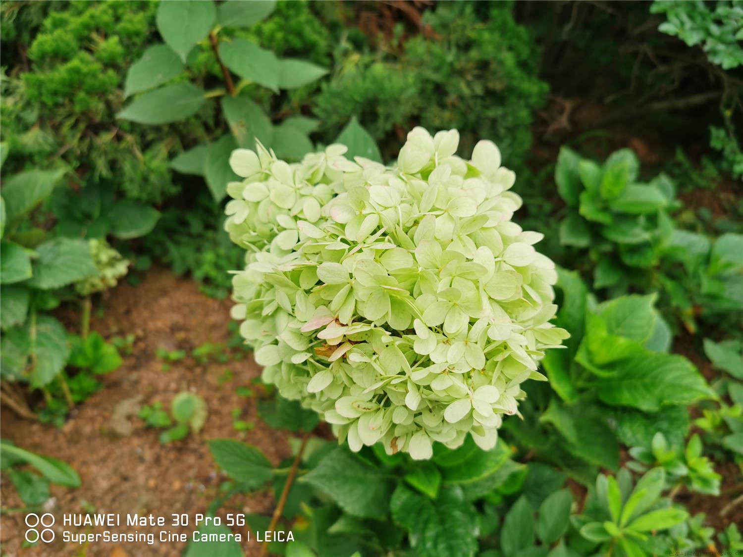 花手鞠绣球怎么修剪，怎么养护