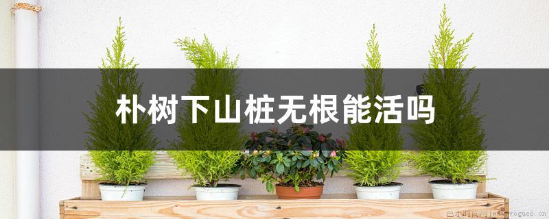 朴树下山桩无根能活吗