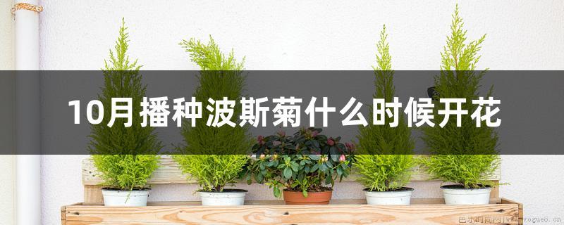 10月播种波斯菊什么时候开花