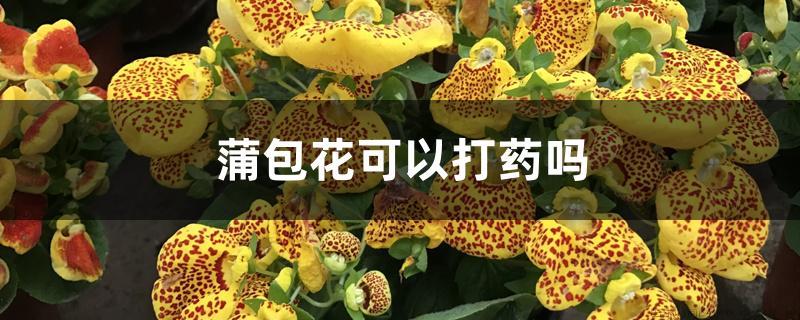 蒲包花可以打药吗