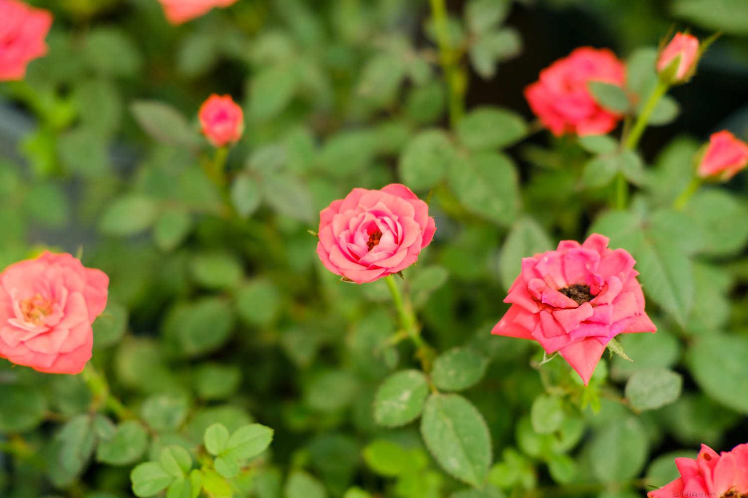 月季冒芽后如何施肥，开花后如何施肥