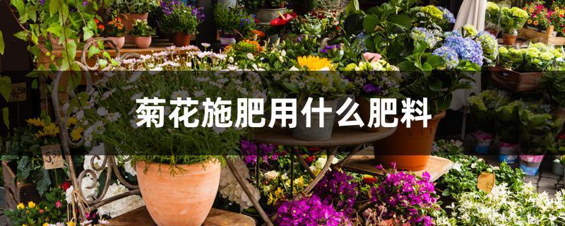 菊花施肥用什么肥料