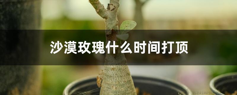 沙漠玫瑰什么时间打顶