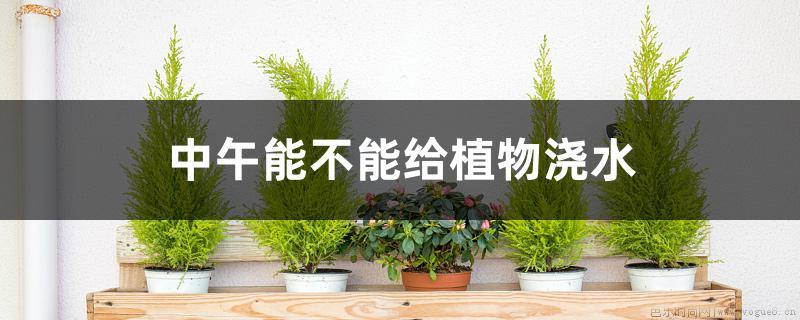 中午能不能给植物浇水