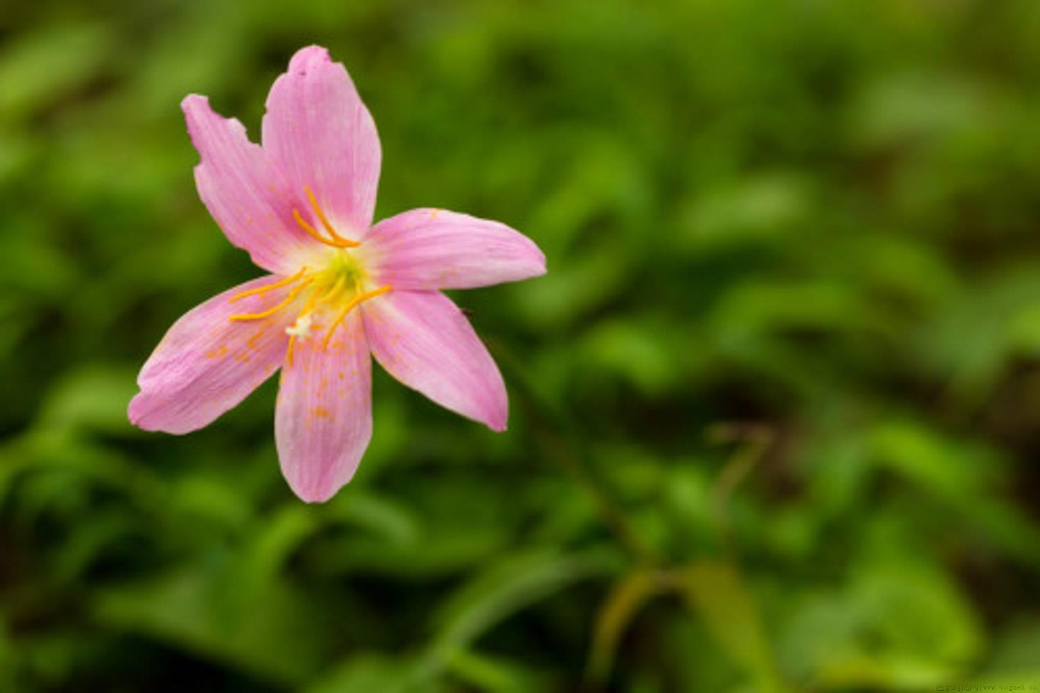 风雨兰冬天开花吗，花期养护方法