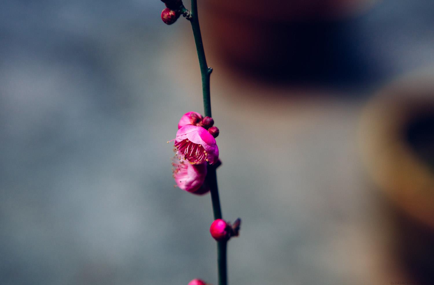 梅花怎么剪枝，什么时候剪枝好