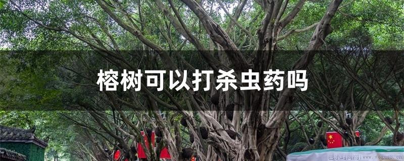 榕树可以打杀虫药吗