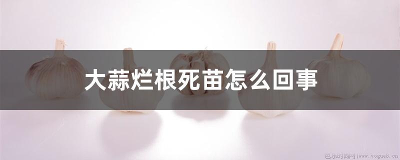 大蒜烂根死苗怎么回事