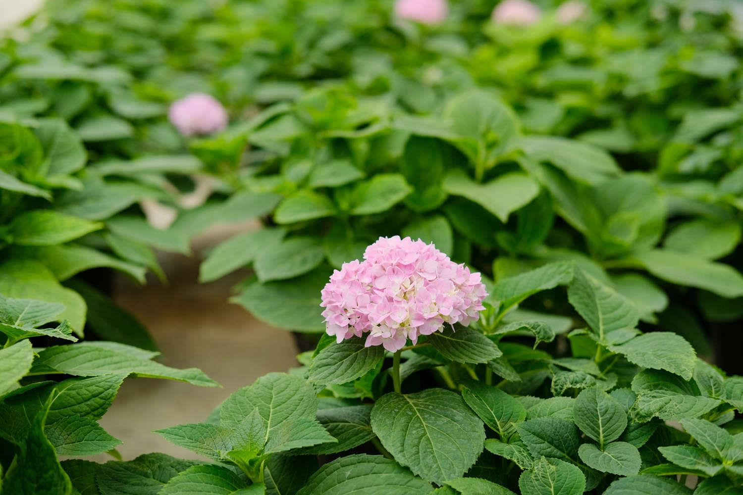 绣球花叶子发黄怎么办