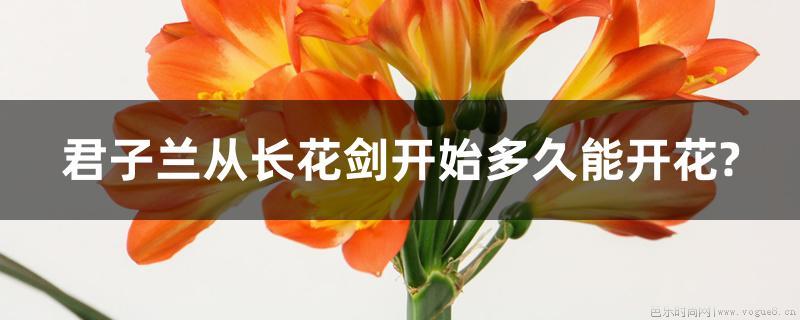 君子兰从长花剑开始多久能开花