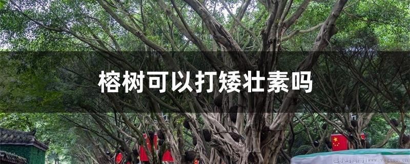 榕树可以打矮壮素吗