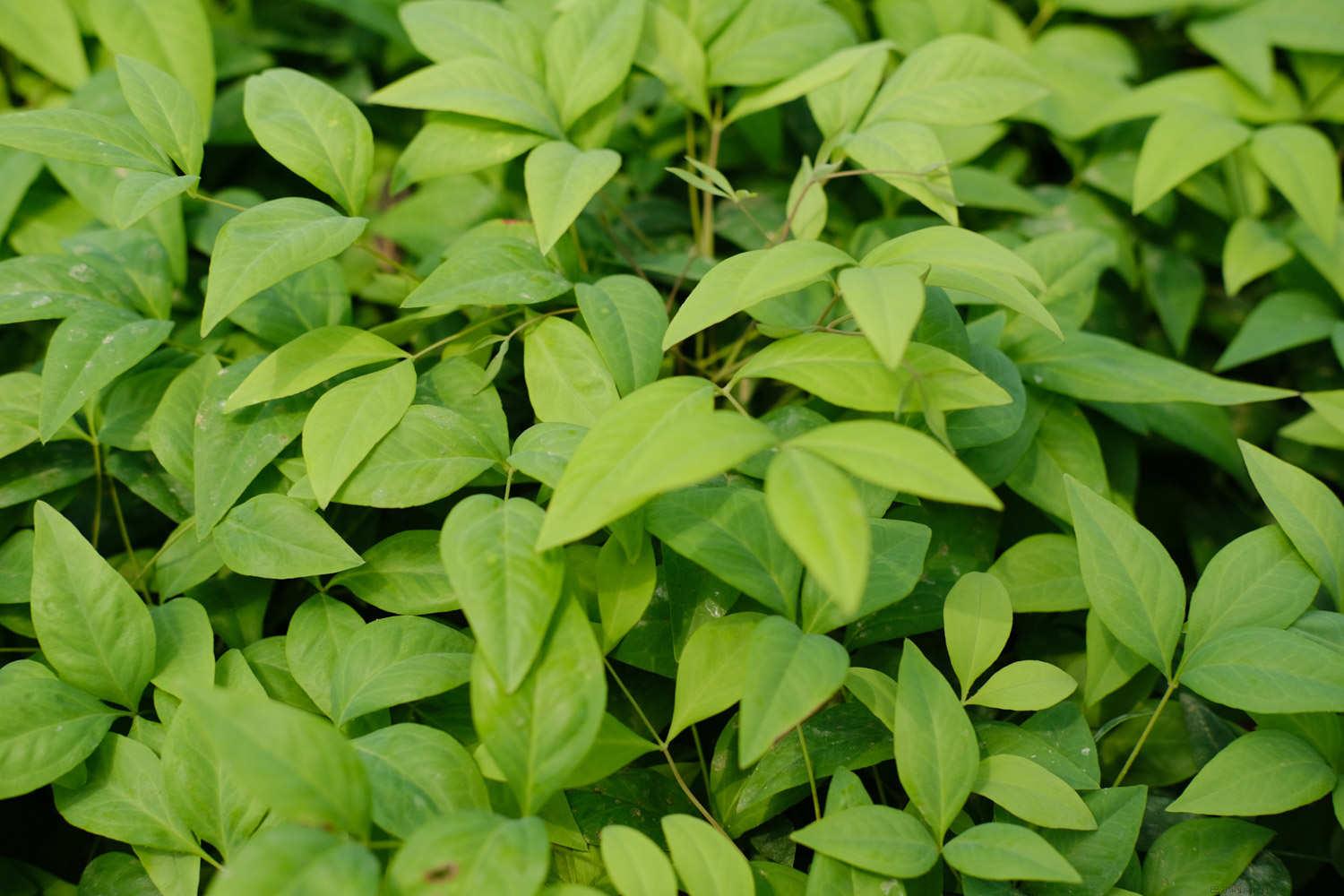 植物怎么过冬，如何帮助植物过冬