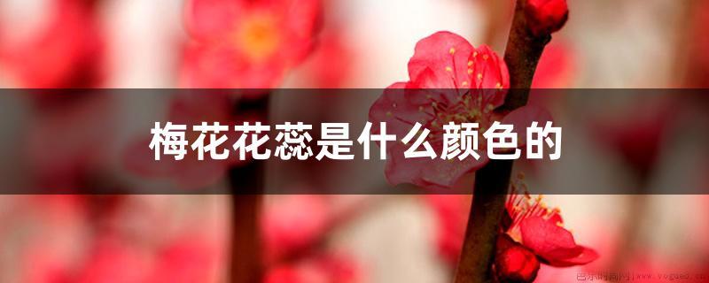 梅花花蕊是什么颜色的