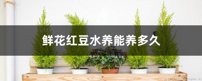 鲜花红豆水养能养多久