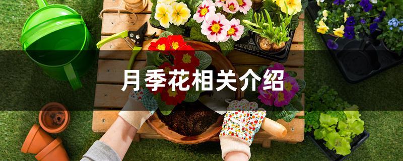 月季花相关介绍