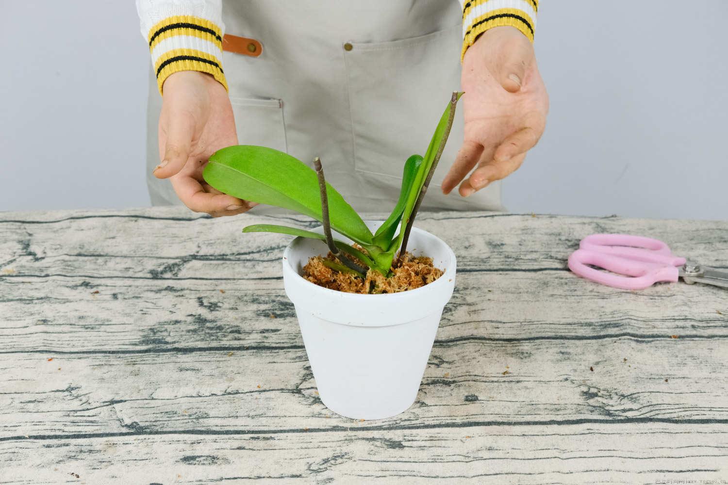 蝴蝶兰种子种植方法