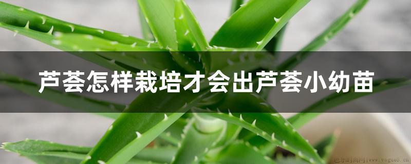 芦荟怎样栽培才会出芦荟小幼苗