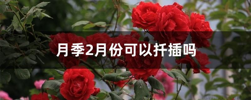 月季2月份可以扦插吗