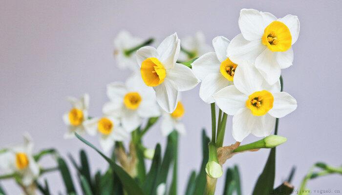 水仙花花语是什么