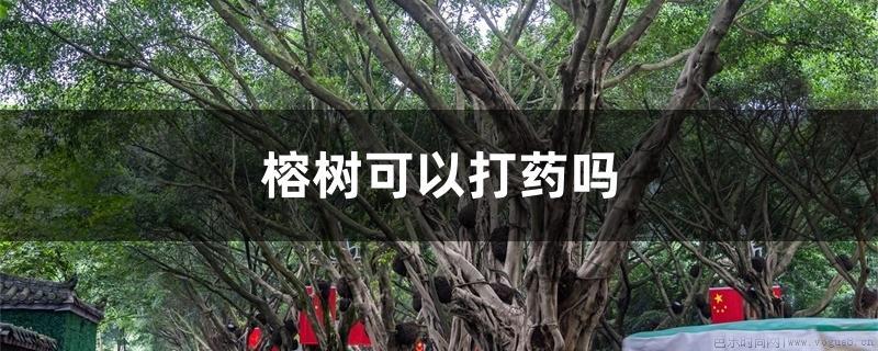 榕树可以打药吗