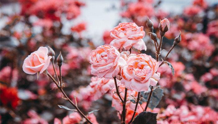 蔷薇什么季节开花