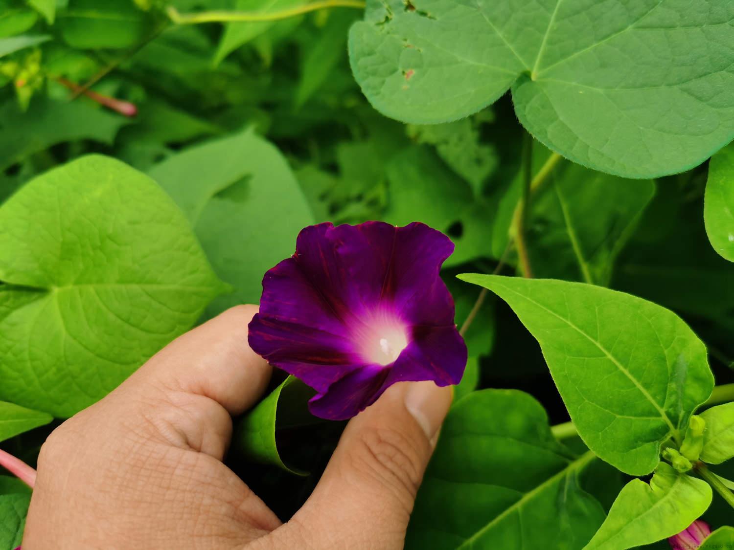 牵牛花冬天怎么养，冬天枯萎后怎么处理