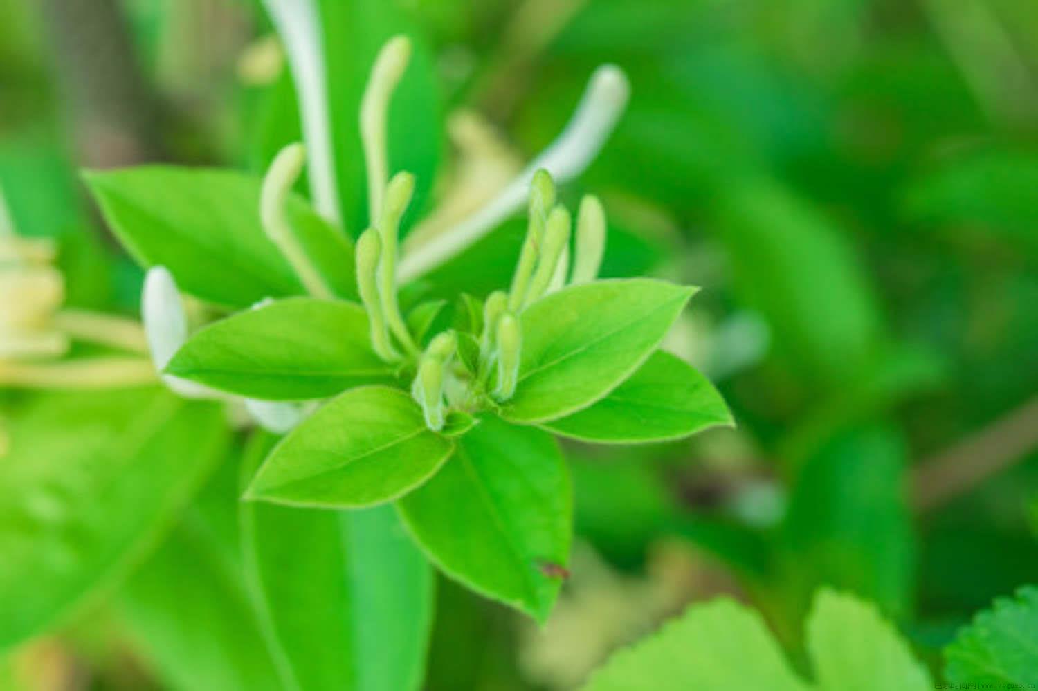 金银花与菊花的区别，分别怎么养护