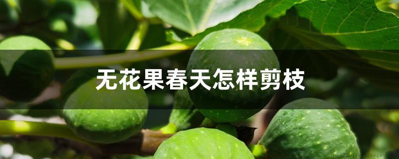 无花果春天怎样剪枝