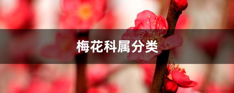 梅花科属分类