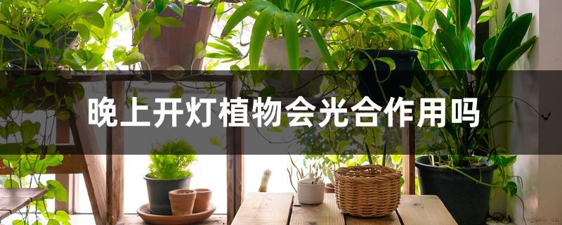 晚上开灯植物会光合作用吗