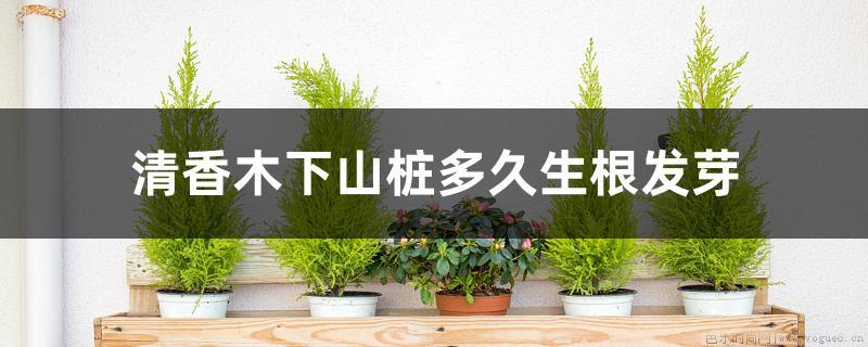 清香木下山桩多久生根发芽