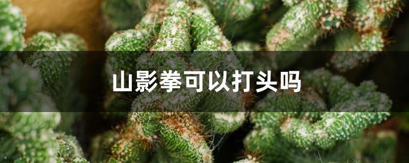 山影拳可以打头吗