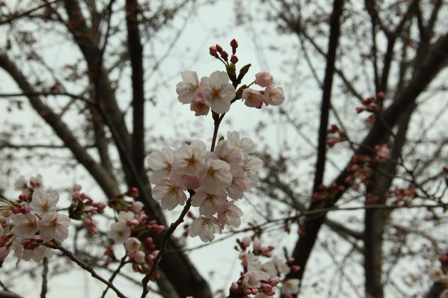 先开花后长叶是什么花