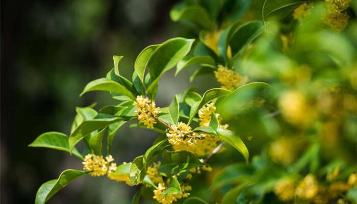 米兰花用什么肥料好