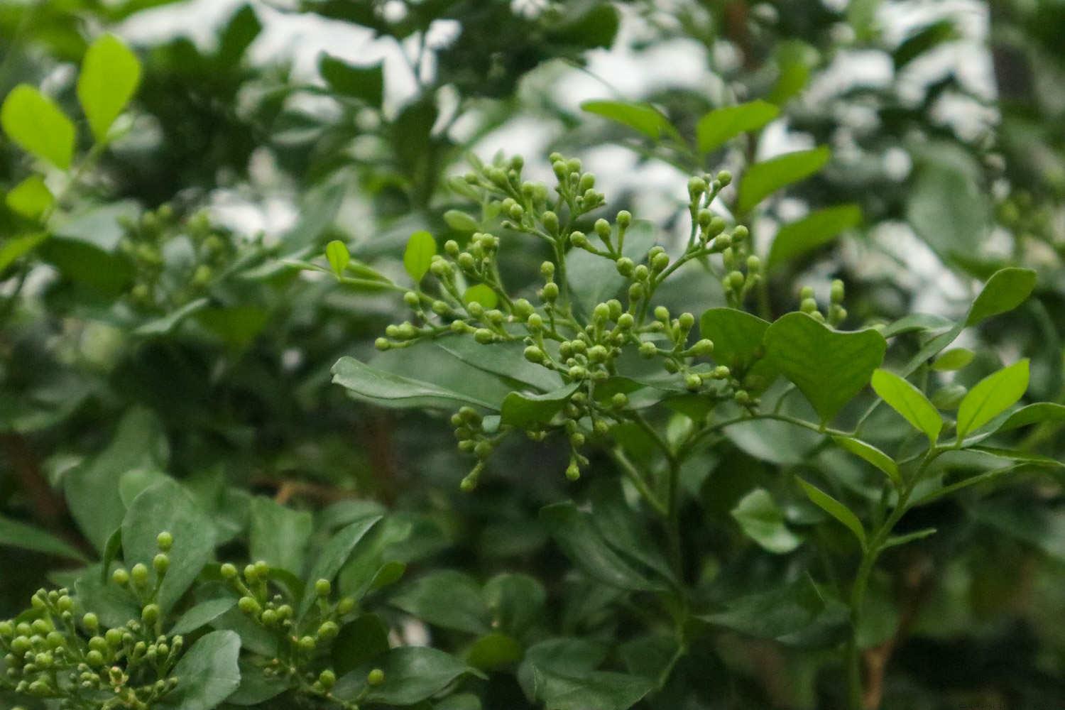 四季常青的植物有哪些