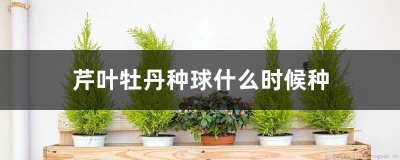 芹叶牡丹种球什么时候种