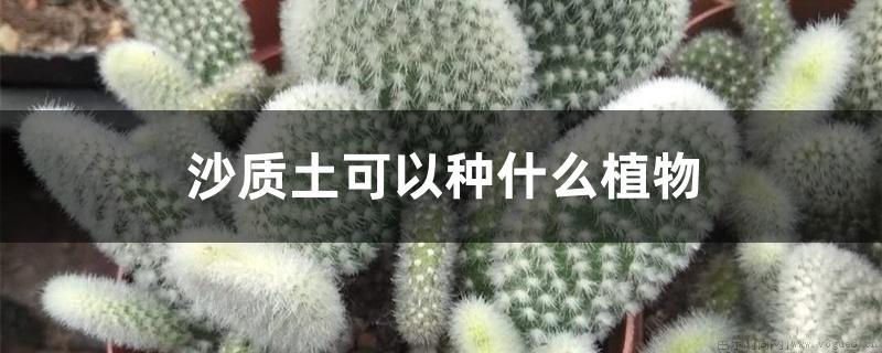 沙质土可以种什么植物