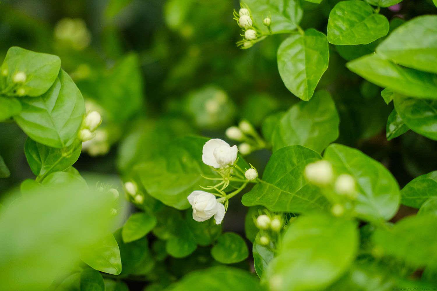 橘子皮水可以浇哪些植物