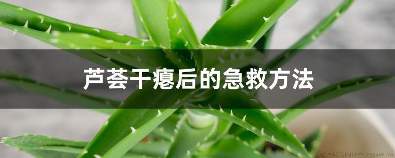 芦荟干瘪后的急救方法