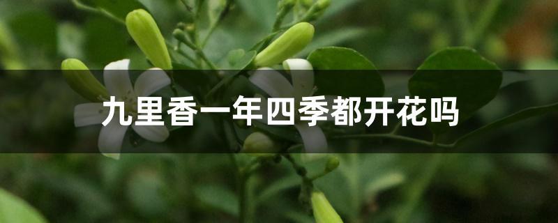 九里香一年四季都开花吗