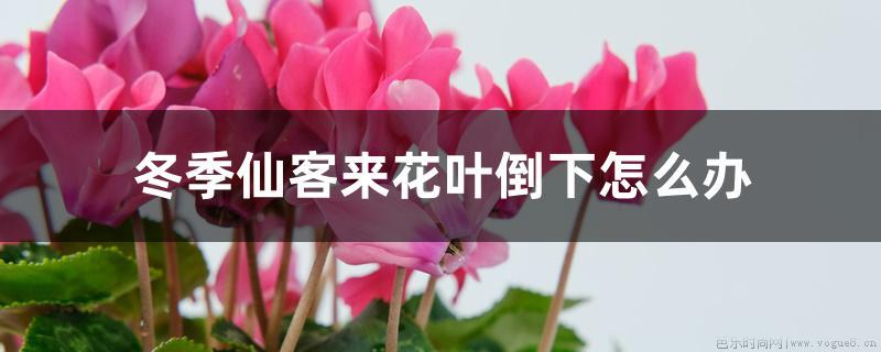 冬季仙客来花叶倒下怎么办