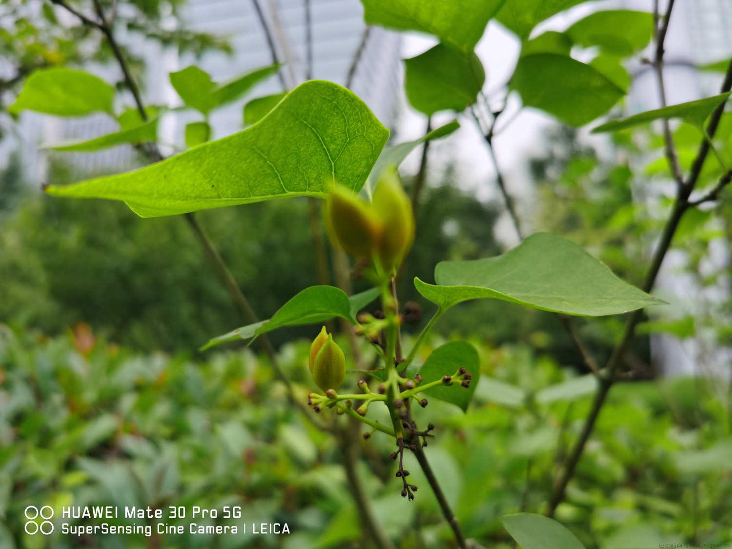 丁香花叶子枯是什么原因引起的