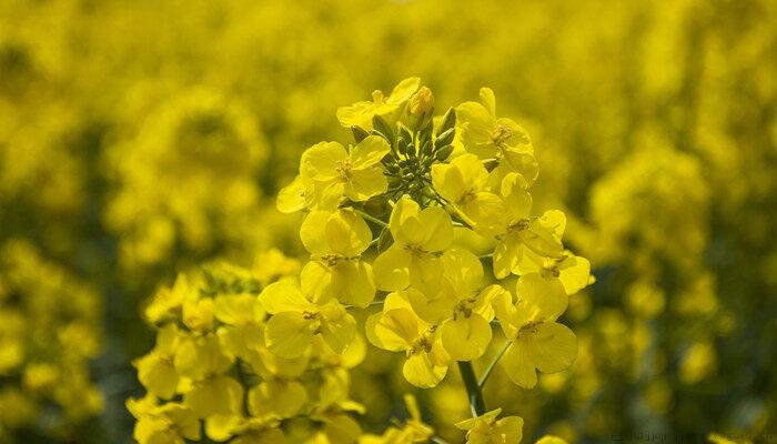 油菜花什么时候开