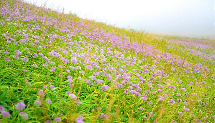 野韭菜花几月份采摘