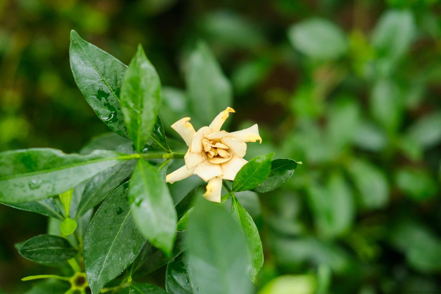 秋天栀子花黄叶是什么原因