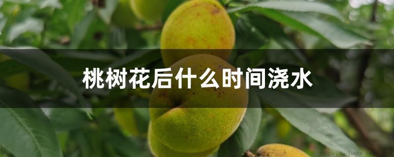 桃树花后什么时间浇水