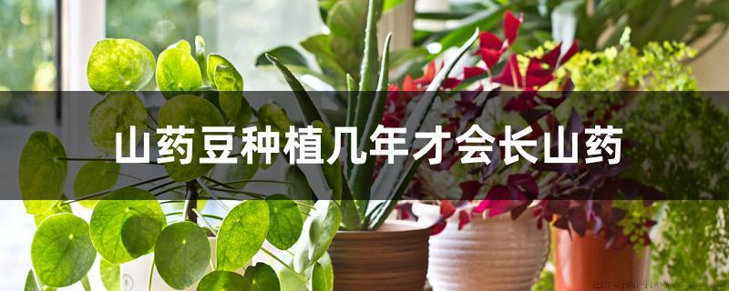 山药豆种植几年才会长山药