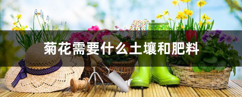 菊花需要什么土壤和肥料