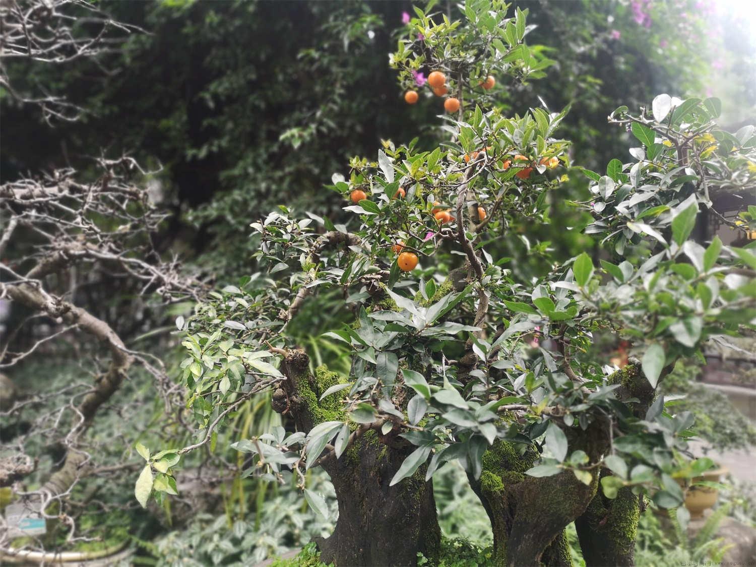 金弹子生桩秋冬季如何栽种，多长时间能发芽